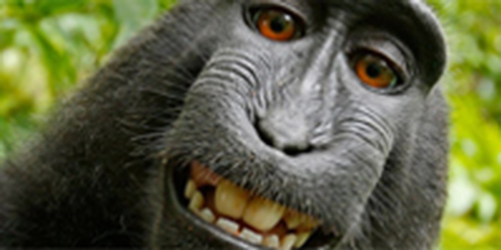 #MonkeySelfie