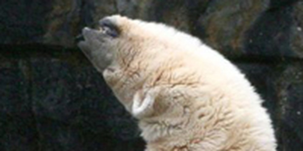 Eisbären-Qual in Zoos beenden