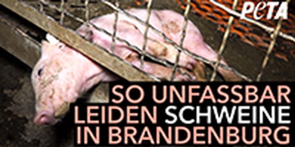 Das System Tierquälerei – Schweinemast in Deutschland