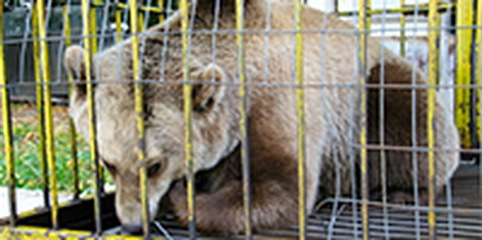 Tierquälerische Bärenhaltung