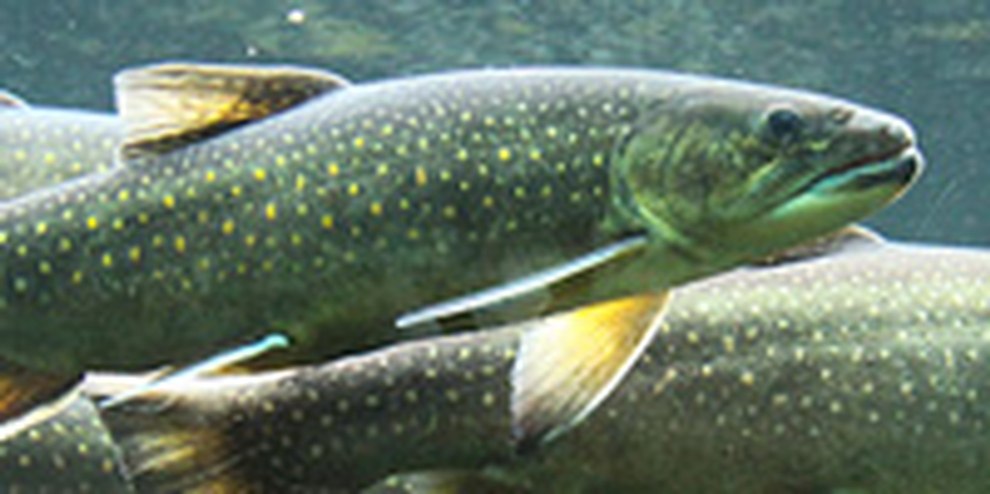 Peter Singer: Fische, die vergessenen Opfer auf unseren Tellern