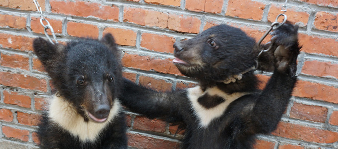 Schläge und Missbrauch für Bären, Affen und Tiger in der chinesischen Zirkusindustrie Schläge und Missbrauch für Bären, Affen und Tiger in der chinesischen Zirkusindustrie