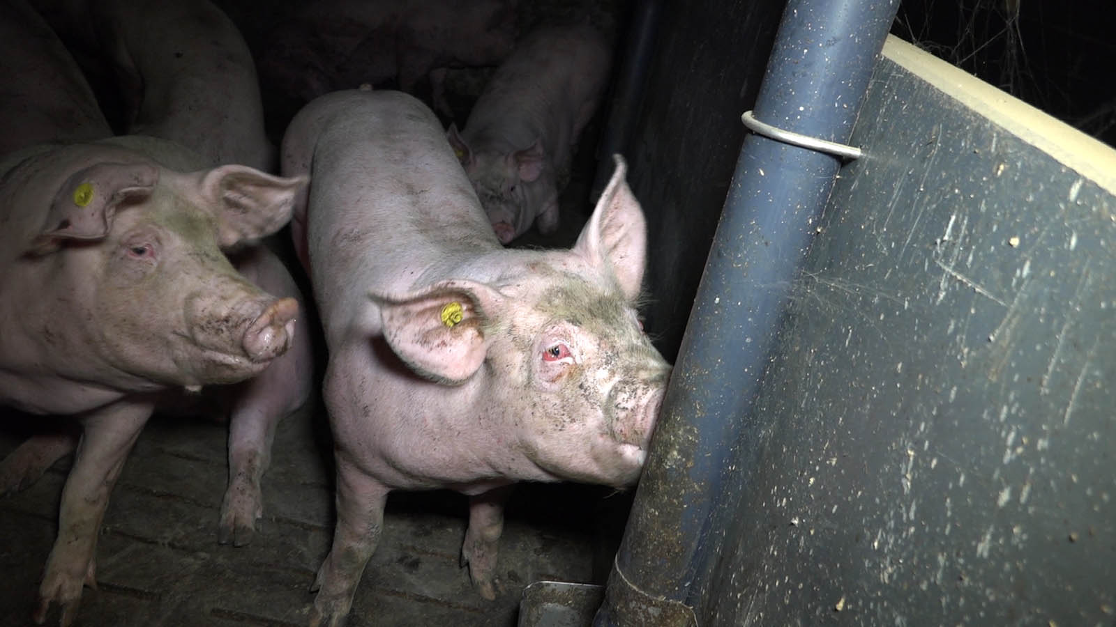 Aufdeckungen aus StÃ¤llen von CDU-Bundestagsabgeordneten