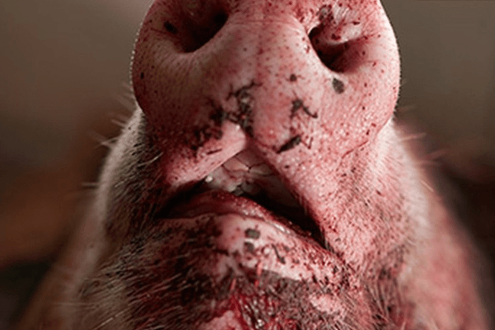 Leidvolle CO2-BetÃ¤ubung von Schweinen