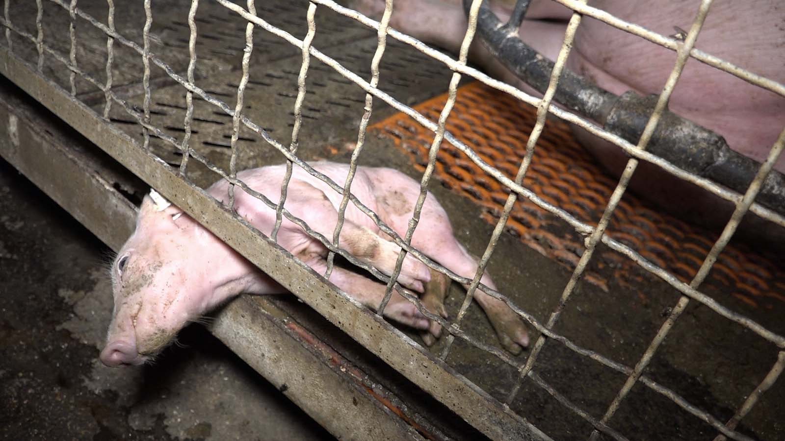 Das System TierquÃ¤lerei â SchweinehÃ¶lle in GÃ¼nthersdorf