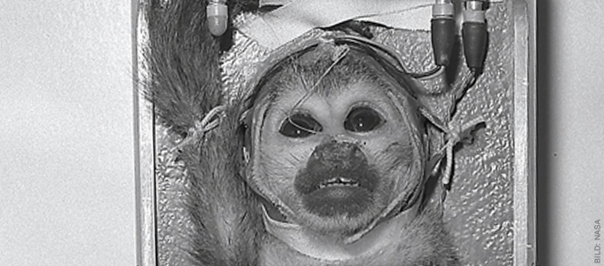 Fordern Sie Russland auf, keine Affen ins All zu schicken