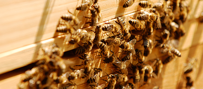 Honig Von Bienen Aus Der Massenzucht