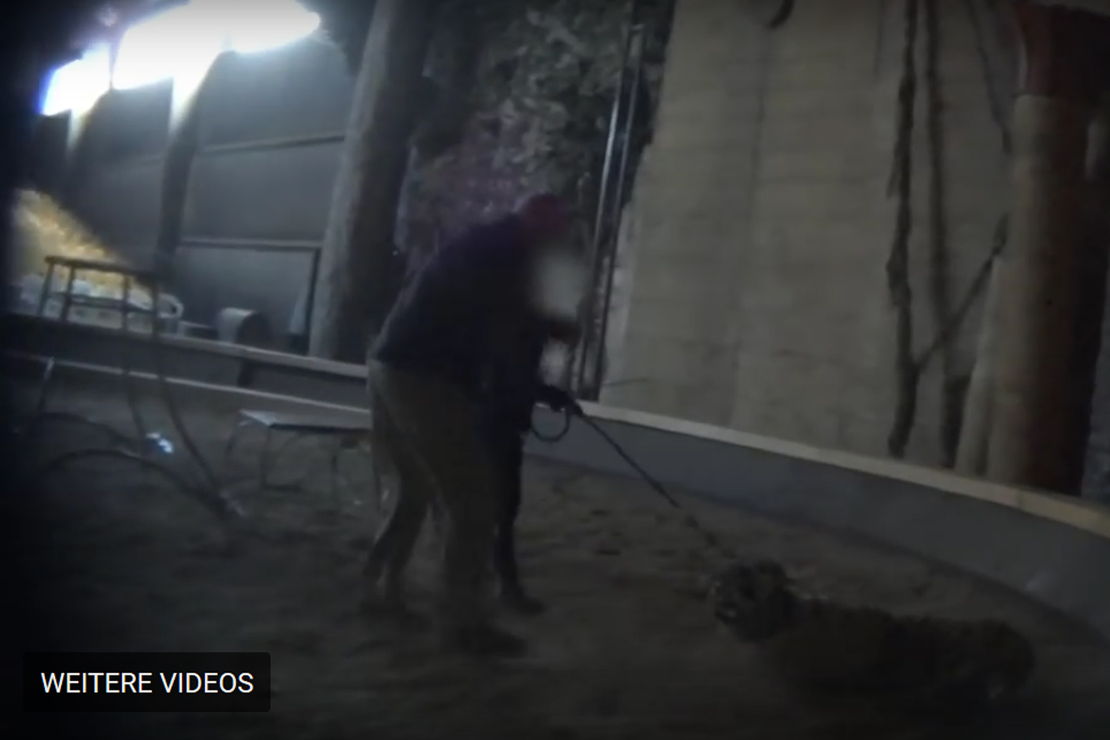 Bekannter Tiertrainer fÃ¼r Hollywoodfilme peitscht bei der Dressur unerbittlich auf jungen Tiger ein