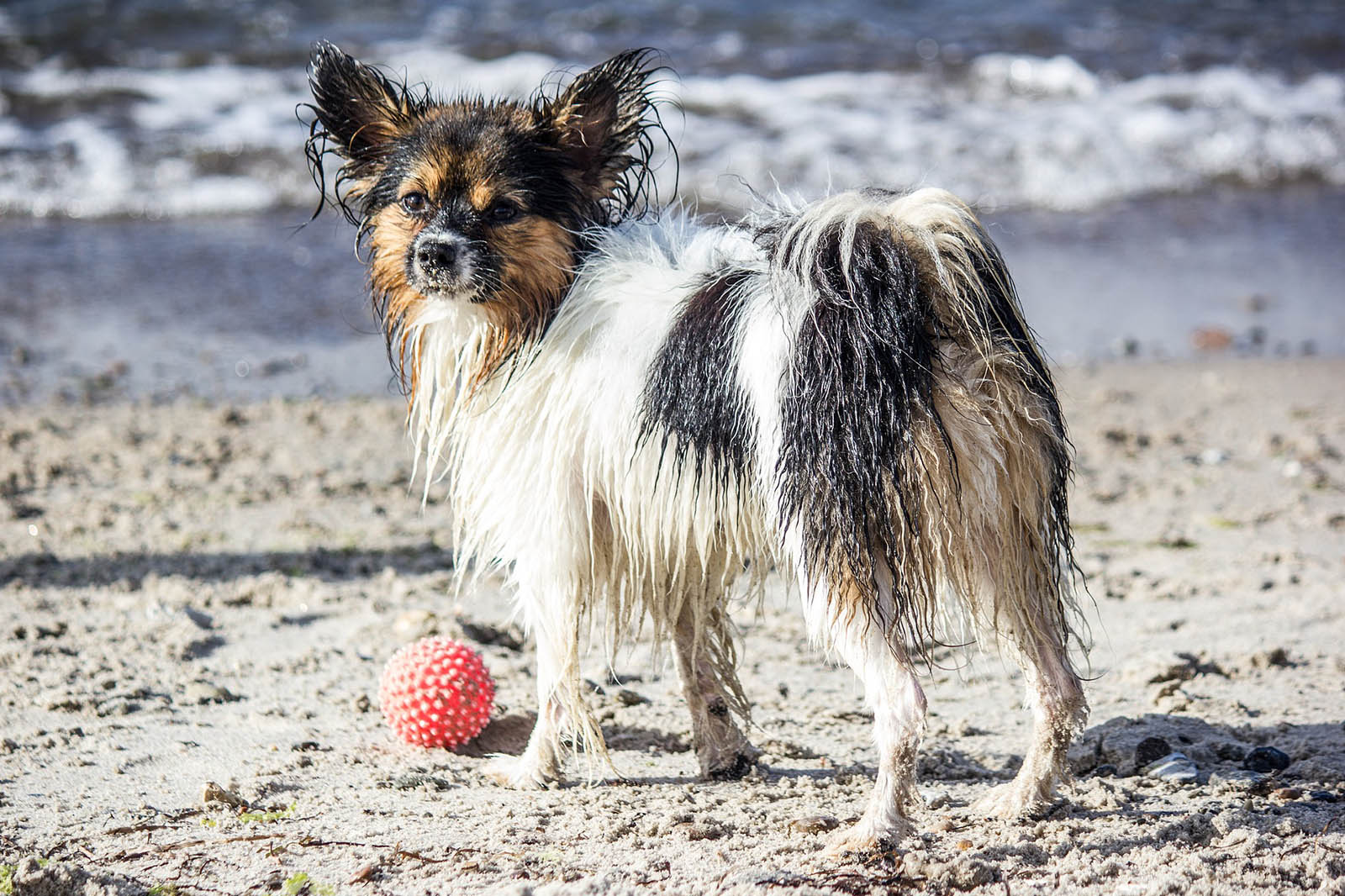 Urlaub Mit Hund Katze Co 7 Wichtige Tipps Für