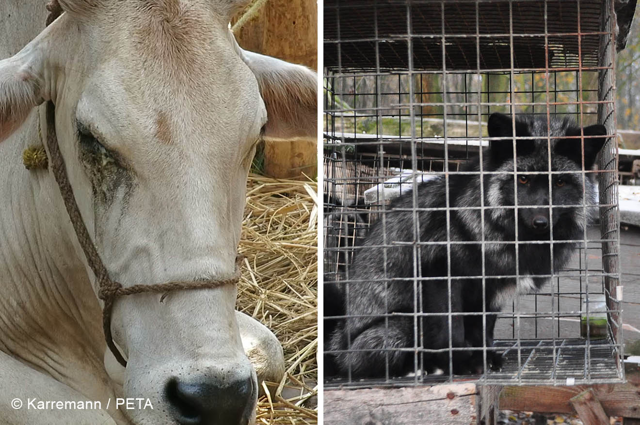 Pelz oder Leder? Was ist schlimmer?