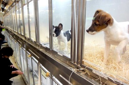 Hunde im Zoohandel zum Verkauf