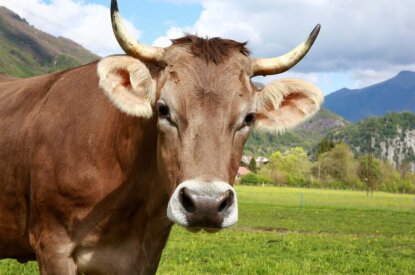 Kuh auf der Wiese