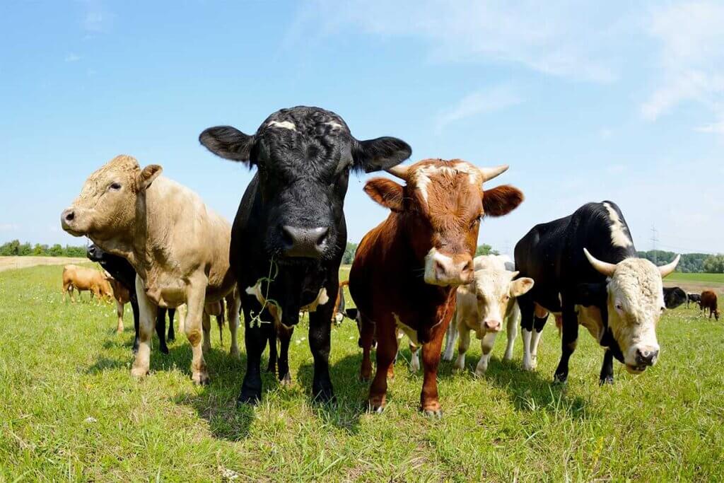 Natur & Tiere - Züchter wollen glückliche Kühe, aber bitte ohne