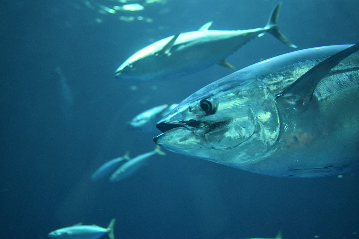 Thunfische essen? 9 Gründe gegen den Verzehr der Fische