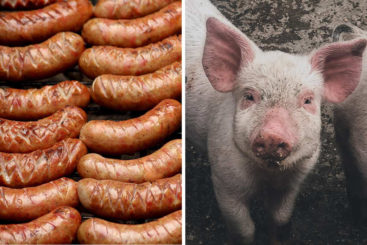 Fleisch kostet Leben: Leid & Tod in der Intensivtierhaltung