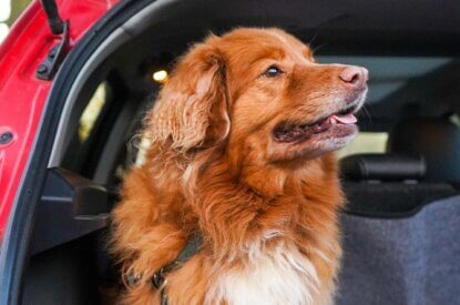 Hund mit braun-weissem Fell sitzt im Kofferraum eines roten Autos.