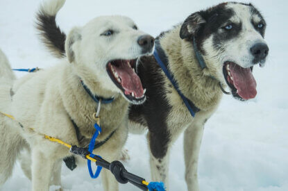Zwei Schlittenhunde im Schnee.