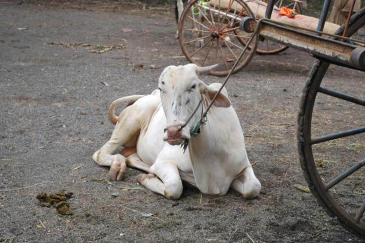 Weisse Kuh mit Strick am Hals liegt auf einem matschigem Boden vor einem Karren.