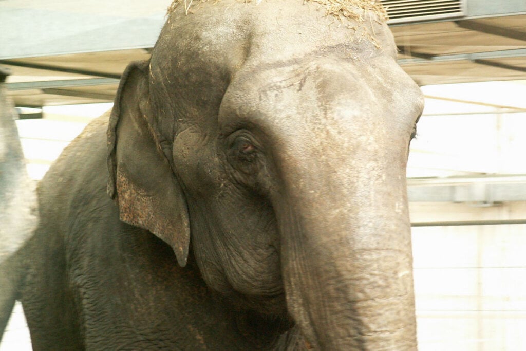 Ein Elefant im Zirkustall.
