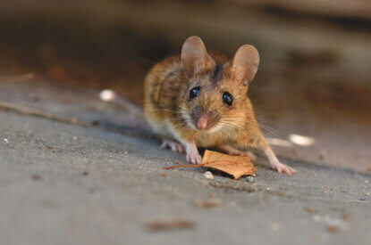Eine braune Maus laeuft ueber den Boden.