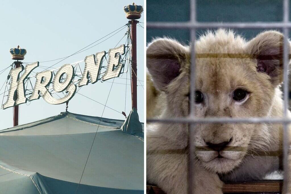 Collage Circus Krone Zelt und Loewenbaby vom Zirkus