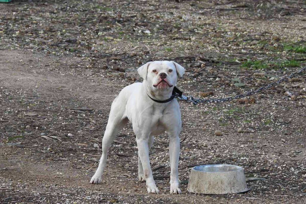 Hund ist angekettet