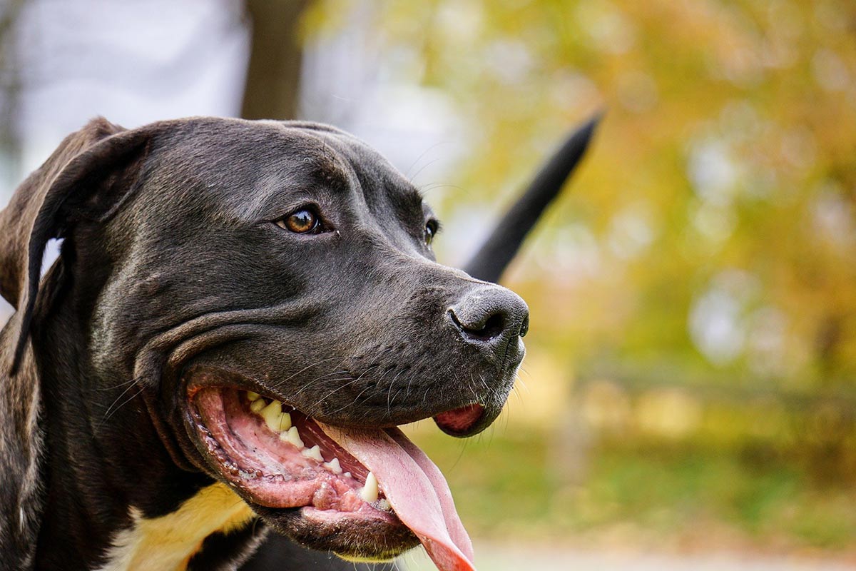 Listenhunde: Warum es keine „gefährlichen Kampfhunde“ gibt