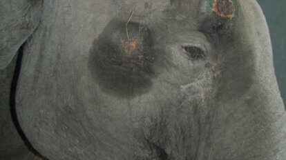 Elefantenkuh mit Verletzungen im Gesicht