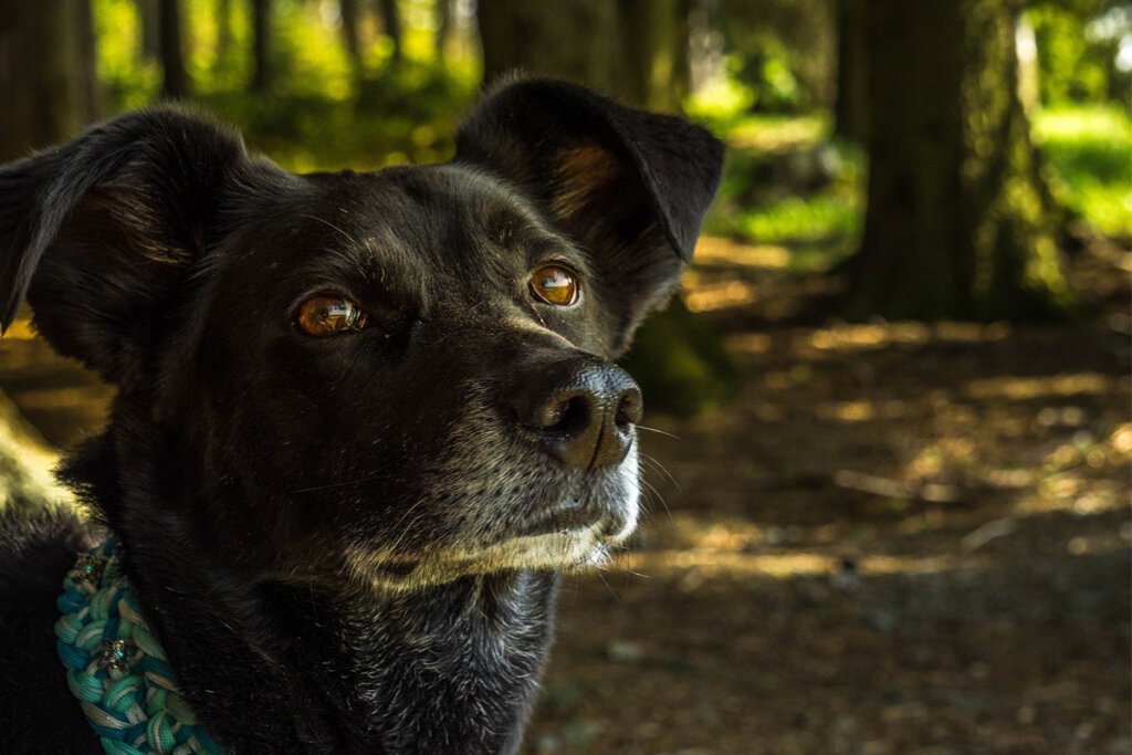 Hund schaut nach oben