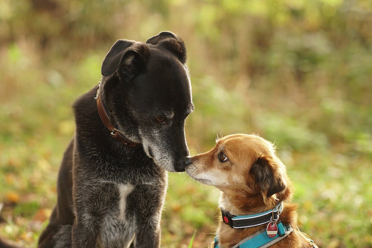 Teletakter bei Hunden: Helfen Sie, die Tierquälerei zu beenden!
