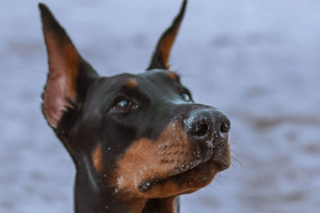 Kupierter Dobermann