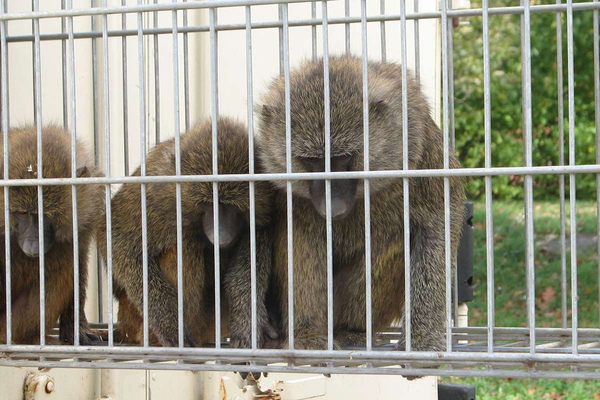 Klöckners Entwurf für ein halbherziges Zirkus-Wildtierverbot