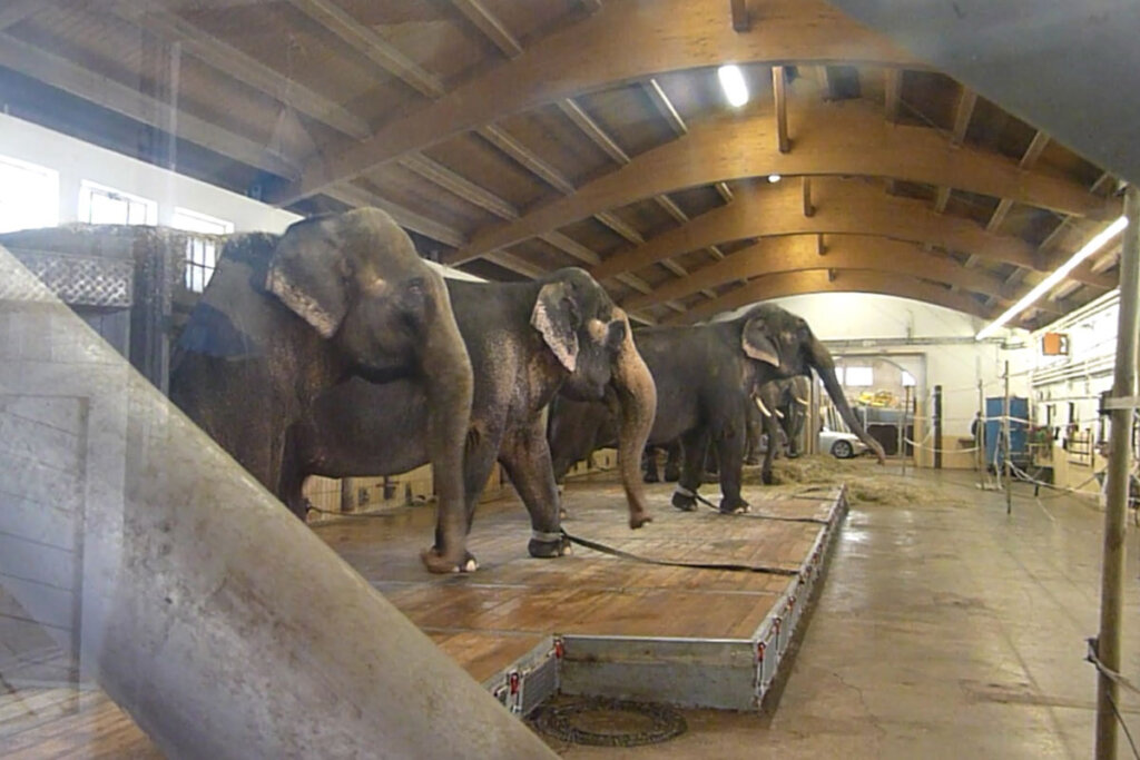 Angekettete Elefanten im Zirkus