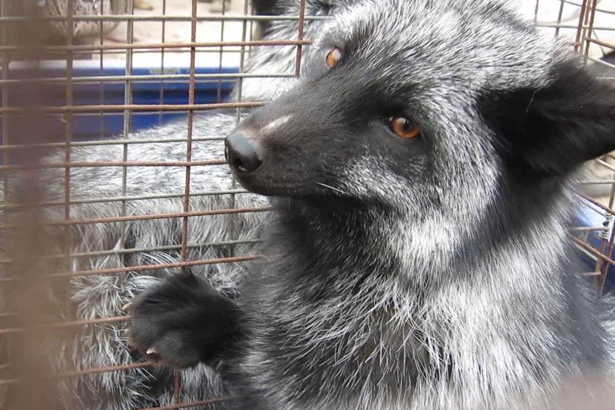 Fuchs im Kaefig auf Pelzfarm in China