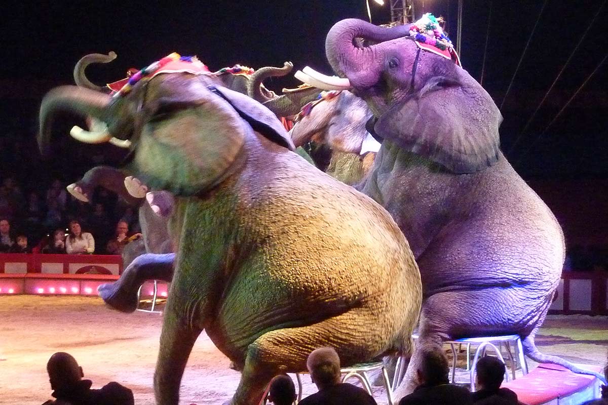 Elefanten sitzen auf Hockern in der Zirkusmanege