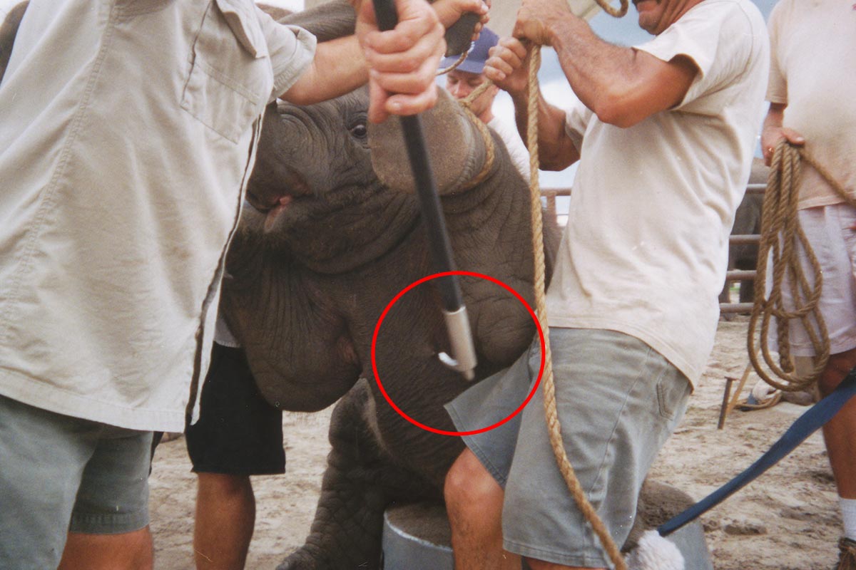 Elefant wird mit Elefantenhaken verletzt