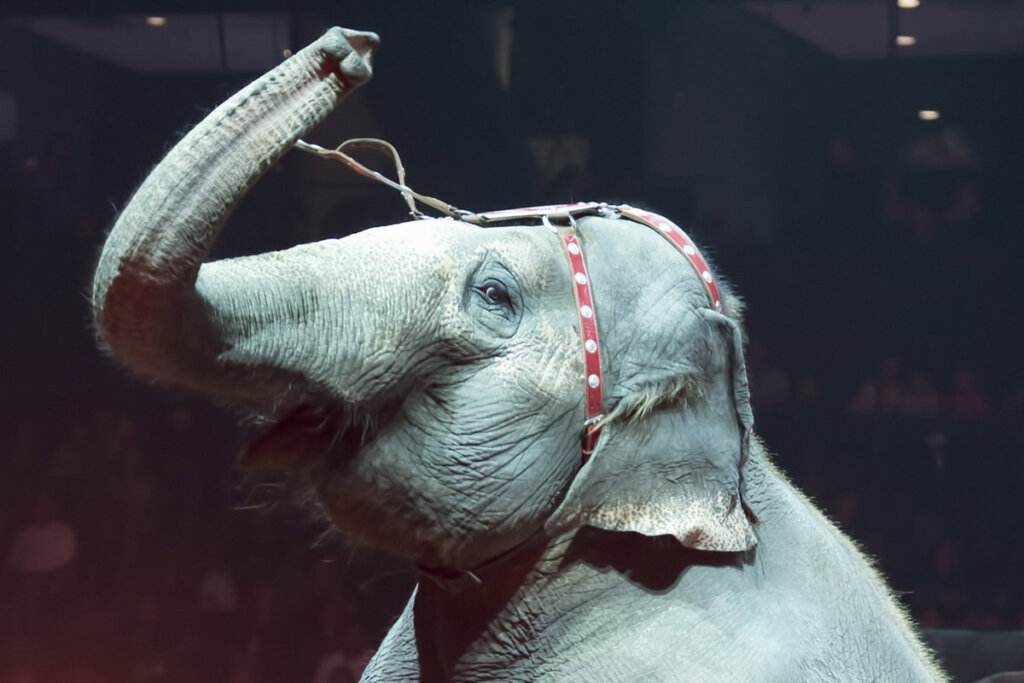 Elefant in der Zirkus Manage