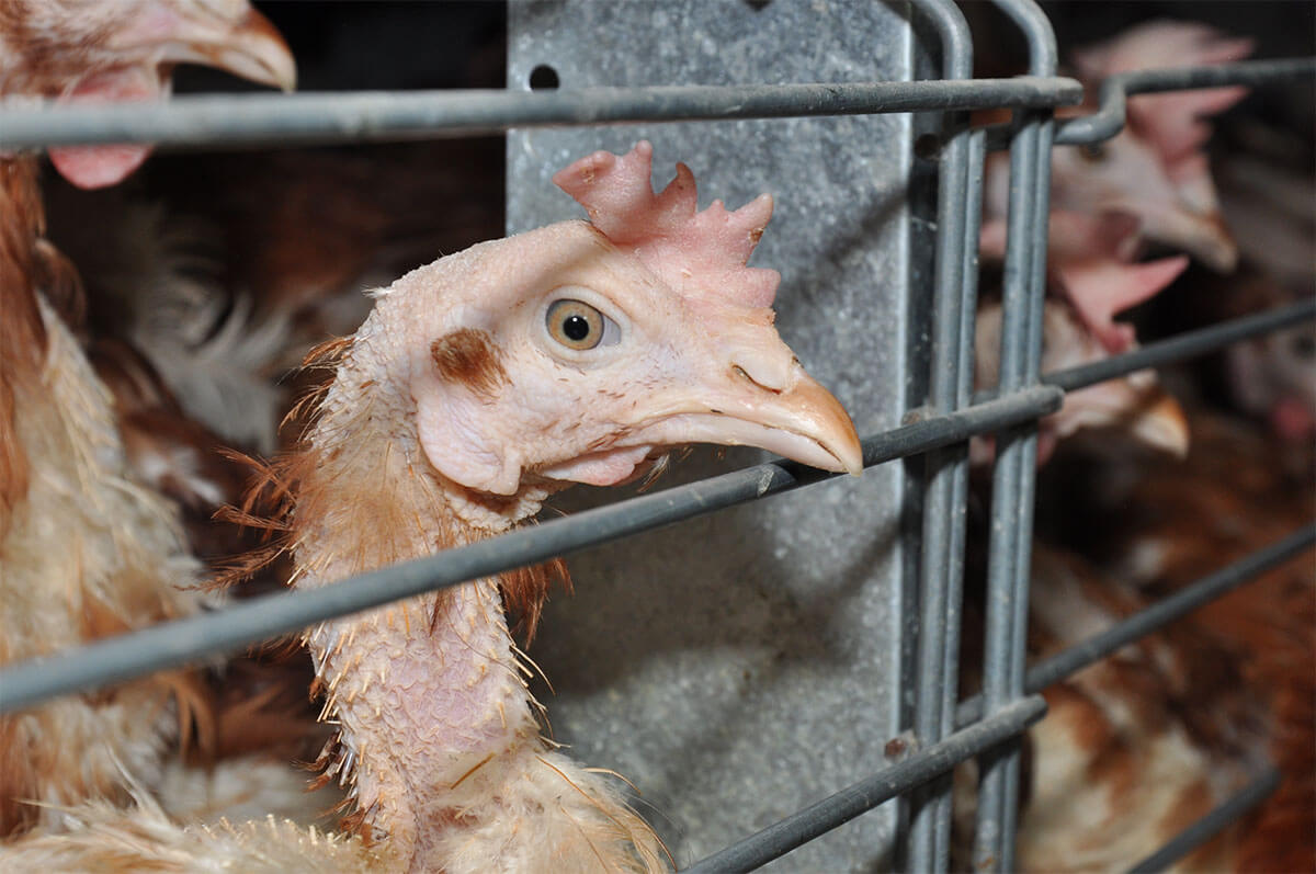 Käfighaltung bei Hühnern: Tierleid für Eier in Nudeln & Co.