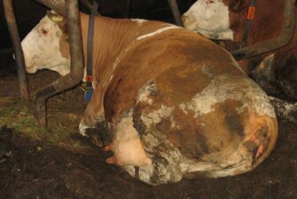 Das Leiden der Kühe in einem Vorzeigehof