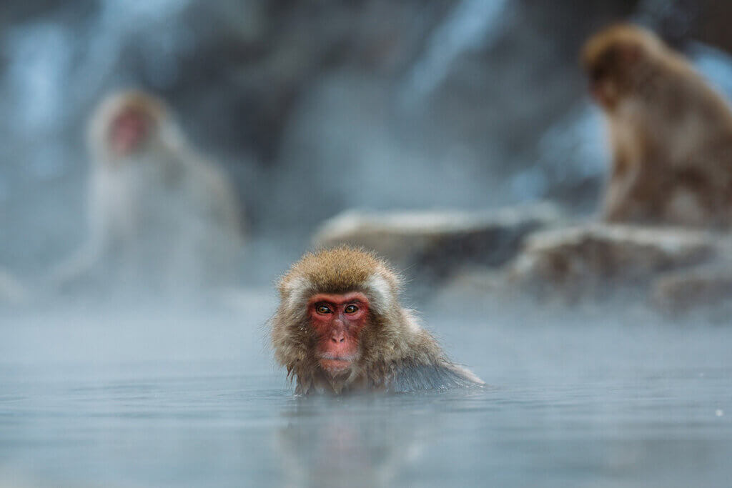 makake badet im heißem wasser und schaut in die kamera