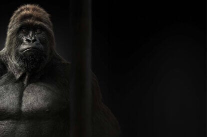 Menschenaffen raus aus Zoos!