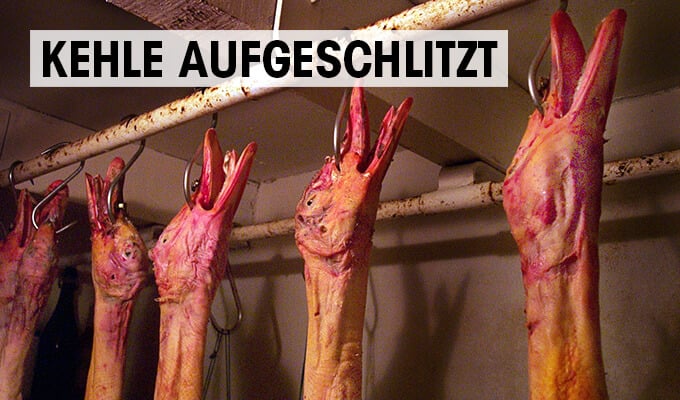 Tote Gaense am Haken