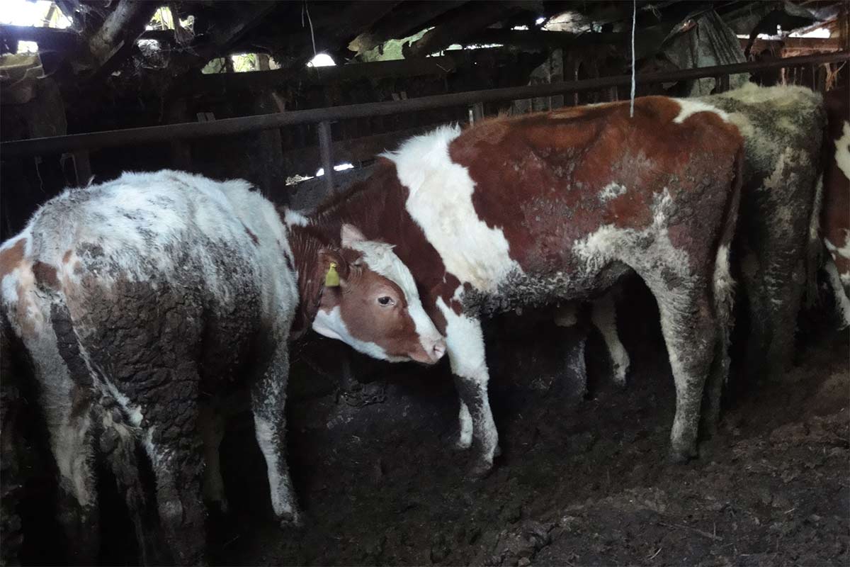 Braun-weisse Rinder stehen in einem verdreckten und dunklen Stall.