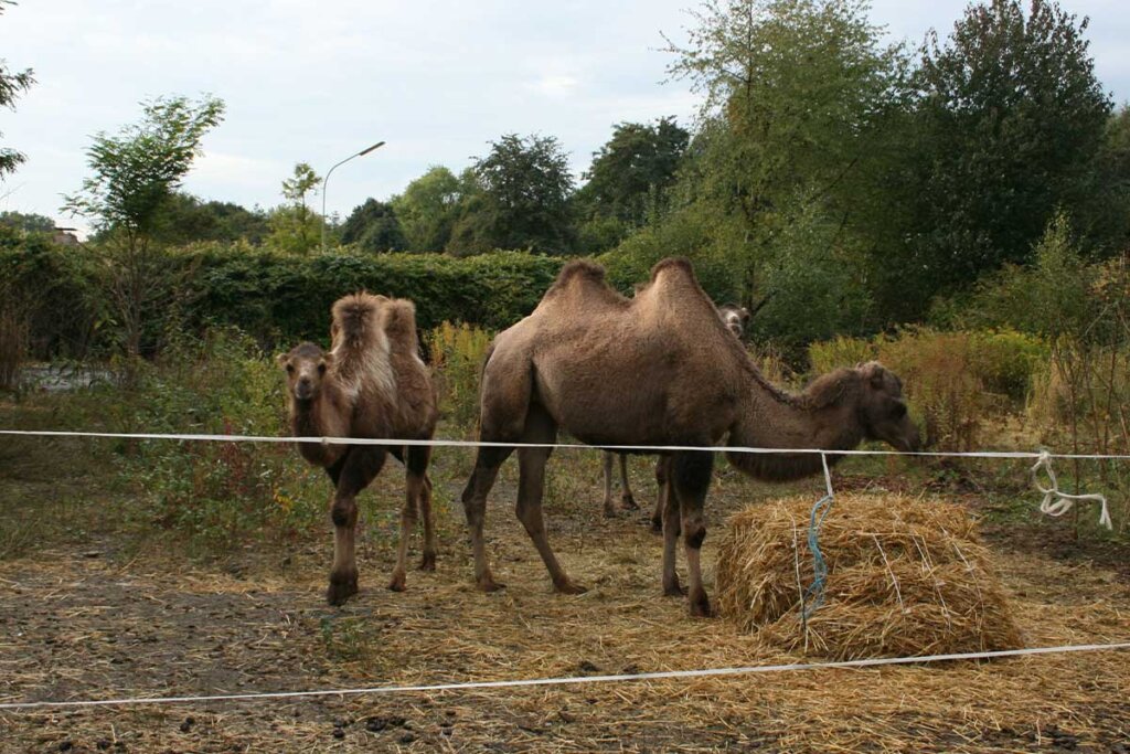 Kamele im abgesperrten Bereich bei Zirkus Monti