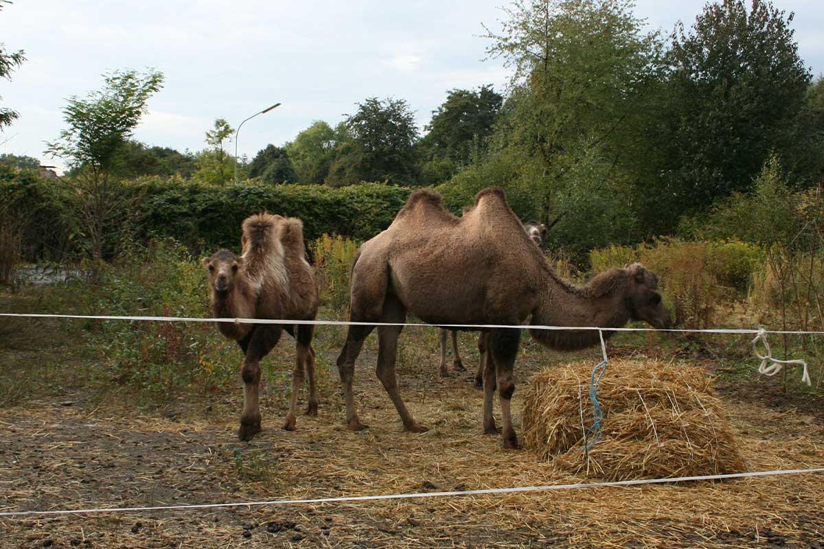 Circus Monti Bausch – Chronik der Tierschutzverstöße und weitere Vorfälle in Deutschland