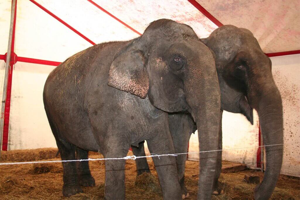 Elefanten im Zelt bei Zirkus Universal Renz