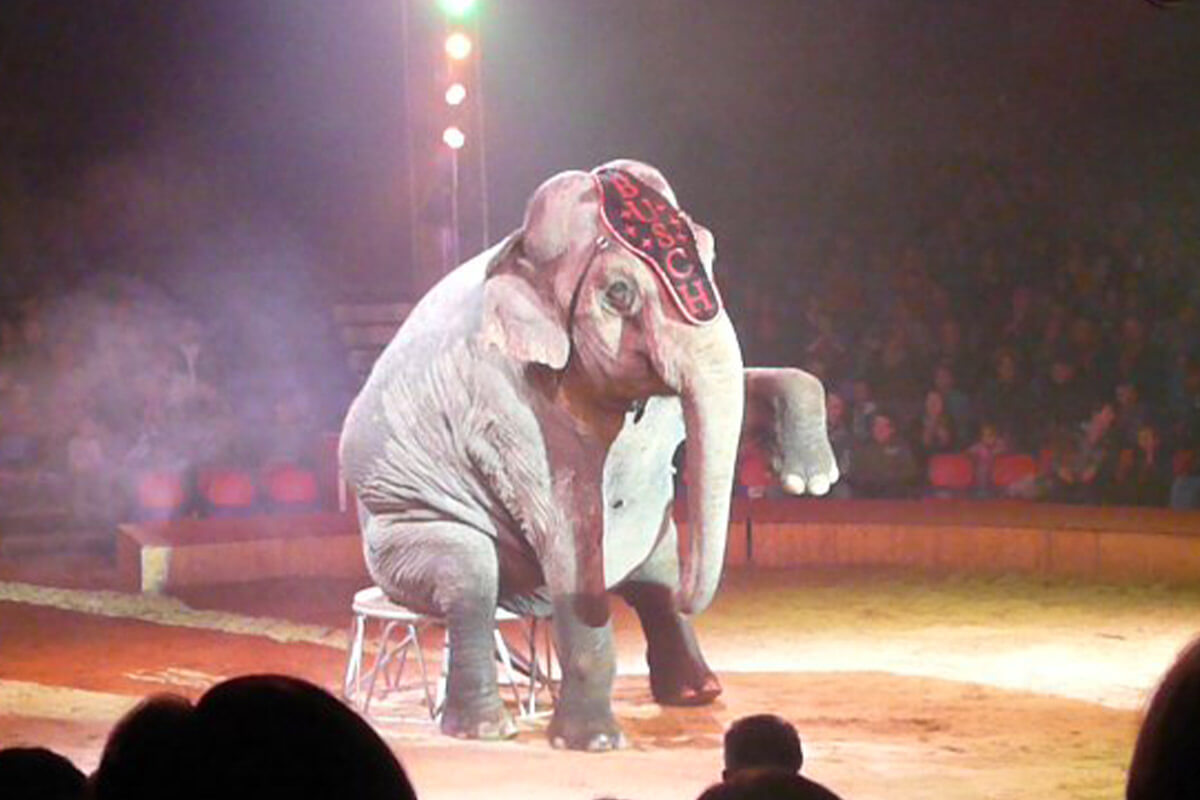 Sitzender Elefant in Zirkusmanege bei Zirkus Carl Busch