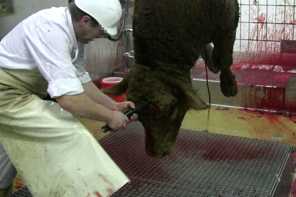 Mitarbeiter schlachtet eine Kuh