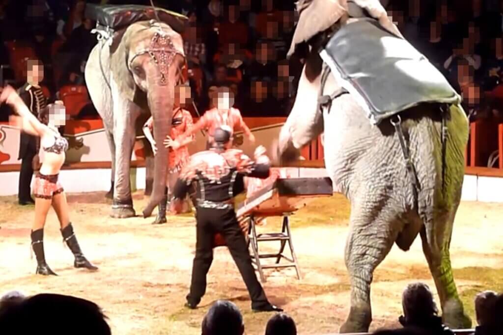 Elefanten in der Zirkus Manege