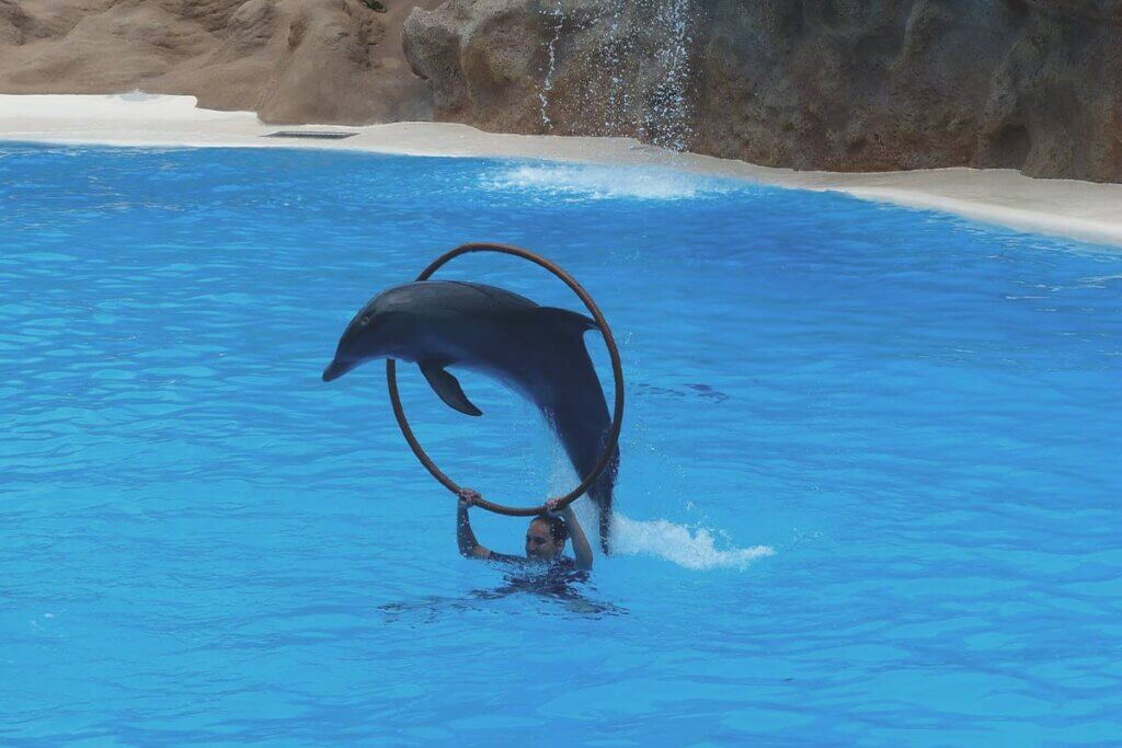 Delfin springt durch Reifen